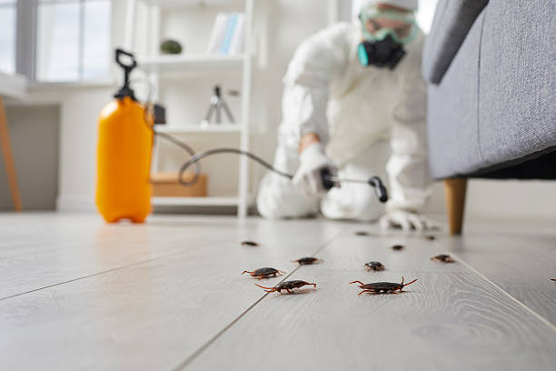 Commercial Kitchen Cockroach Control in Saks